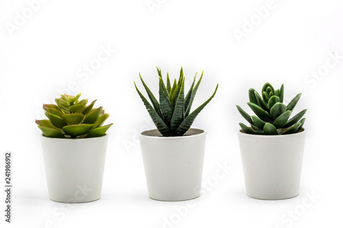Cuadros en Lienzo Natural green succulents cactus, Haworthia attenuata in white flowerpot isolated