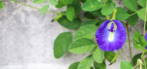 Sticker - Butterfly pea at garden