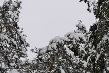 Crowns of trees in the winter forest against the sky