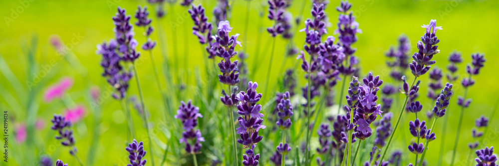 Blooming lavender flowers on green grass background on a sunny day. Web banner. - obrazy, fototapety, plakaty 