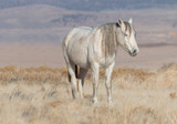Fototapeta Konie - Wild Horse in the Utah Desert