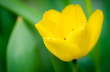 Wall Mural - beautiful yellow tulips