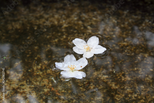 Fotografie, Obraz a Sakura fell in moat at Nanzen ji temple