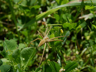 Poster - aranha