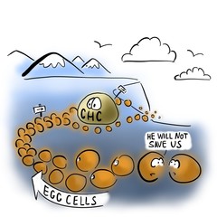 Wall Mural - Egg cells and hormonal contraceptive