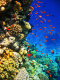 Fototapeta Do akwarium - Coral reefs of the Red Sea.