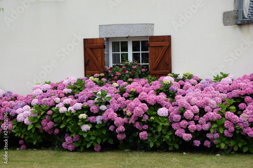 Hortensien An Einem Haus In Der Bretagne Buy This Stock Photo And Explore Similar Images At Adobe Stock Adobe Stock