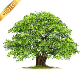 Wall Mural - Isolated trees on white background .