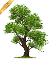 Isolated trees on white background .