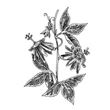 Passionflower Branch. Sketch. Engraving Style. Vector Illustration.