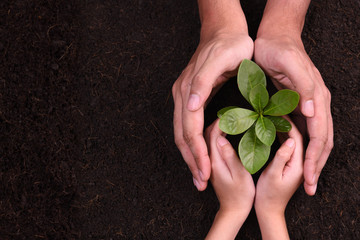 Wall Mural - People's hands cupping protectively around young plant