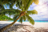 Fototapeta Sypialnia - Palm tree,white sand,turquoise water at tropical beach,paradise at seychelles 3