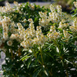 Pieris japonica Debutante