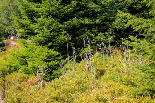 Fotografie, Obraz Landschaft im Harz, Felsen, Bäume, Wege, Heidelbeerpflanzen