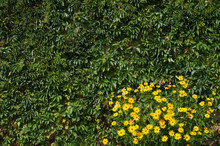 Wall With Leaves And Flowers. Virginia Creeper And Yellow Flowers.