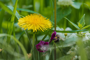 Wall Mural - Dandelion in grass