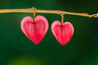 Two red hearts, pink dicentra flowers (bleeding heart) on green natural background