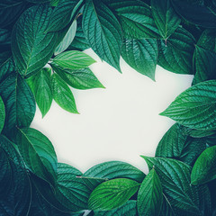 Aufkleber - Creative layout composition frame of juicy green leaves with beautiful texture with paper card note, vintage color, macro. Flat lay. Nature concept, copy space.