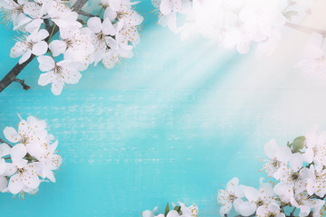 Poster - Spring floral background. Fresh cherry flowers on a blue wooden background, close-up macro, copy space.
