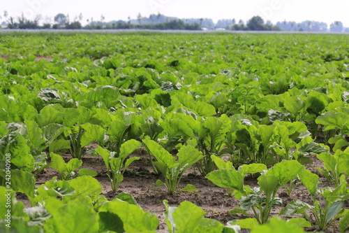 Cuadros en Lienzo field with young green sugar beet plants in the dutch countryside in spring