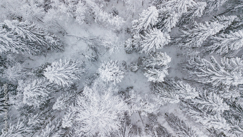 Aerial View Of Snow Covered Pine Forest Top Down Winter Tree Background Buy This Stock Photo And Explore Similar Images At Adobe Stock Adobe Stock Aerial View Of Snow Covered Pine Forest Top Down Winter Tree Background Buy This Stock Photo And Explore Similar Images At Adobe Stock Adobe Stock