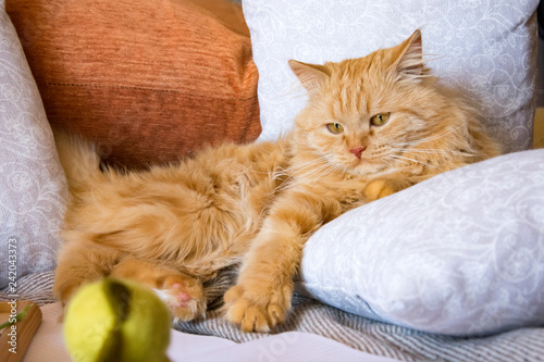 Fotografía fluffy red cat lying on the couch among the pillows