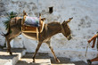 donkey on the streets of the town of Lindos on Rhodes Island .