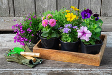 Seedlings Of Garden Plants And Flowerpots Of Flowers. Garden Equipment: Shovel, Rake, Gloves On Wooden Board.