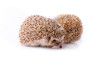 Hedgehog isolated on white background.