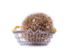 Hedgehog sleep on basket shopping isolated on white background.