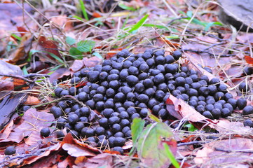 Fresh droppings of European deer  the forest floor.