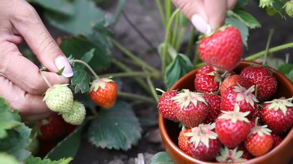 Wall Mural - Female hands picking ripe strawberries in plate