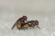 housefly pair mating on white floor