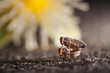 little insects mating on concrete floor/background of blurred flower