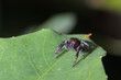 jumping spider standing on green leaf