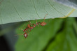 weaver ant carrying its friend at underside of green leaf