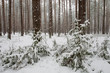 A forest at wintertime with snow-covered trees and small pines.