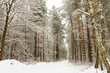 A path through the woods in a snow-covered forest in winter 6.