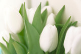 Fototapeta Tulipany - A bunch of white tulips soft focus