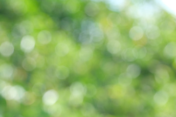 Wall Mural - green bio background, abstract blurred foliage bright sunlight. organic design nature abstract backg