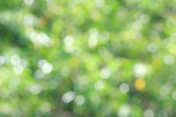 Wall Mural - natural green blurred background. abstract background with bokeh defocused lights. royalty high-qual