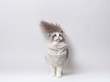 A beautiful cute princess of blue bicolor Ragdoll purebreed cats on a white background.