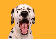 Open-mouthed Dalmation Against Yellow Background
