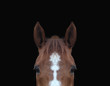 close-up of top of horses head against black background