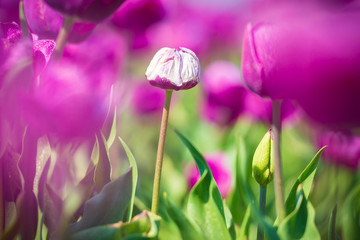 Single white Dutch tulip growing in a purple flower bed