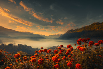 beautiful landscape of green tea plantation in the morning with foreground orange flowers. 2000 tea 