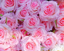 Pink Fake Roses Closeup, Colorful Background