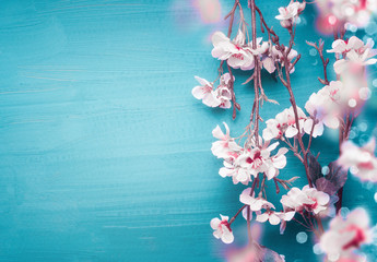 pretty spring cherry blossom branches on turquoise blue background with copy space for your design. 
