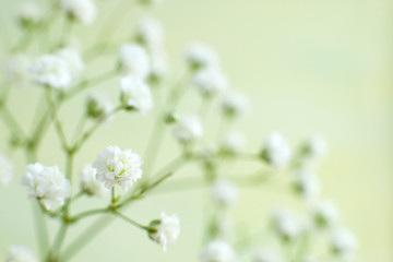 Wall Mural - Gypsophila flower in soft green light. Macro. A branch of gypsophila on a gentle green background. Design flowers in spring and summer.