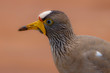 Wattled Lapwing on a soft natural back ground